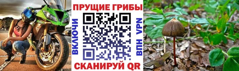 купить наркоту Белоярский Псилоцибиновые грибы Psilocybine cubensis